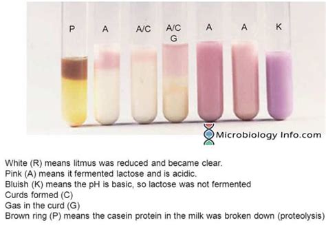 Litmus milk .